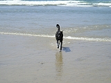 Molly at Dog Beach, Del Mar, California
